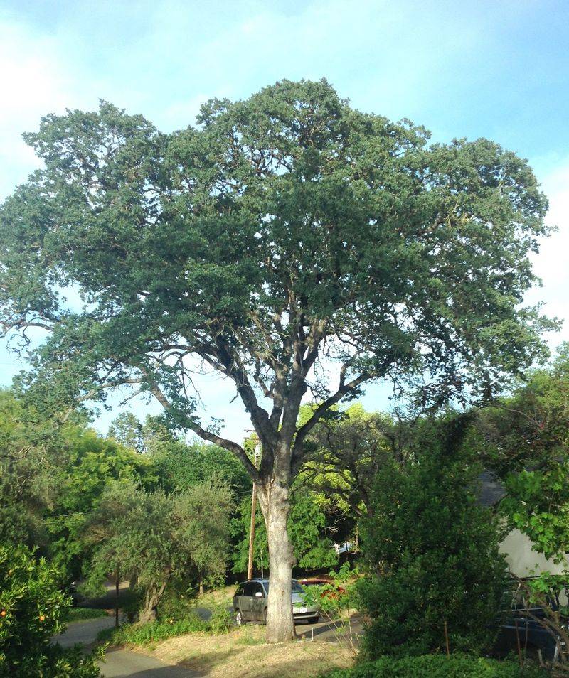 Would a volunteer oak fit your yard?
