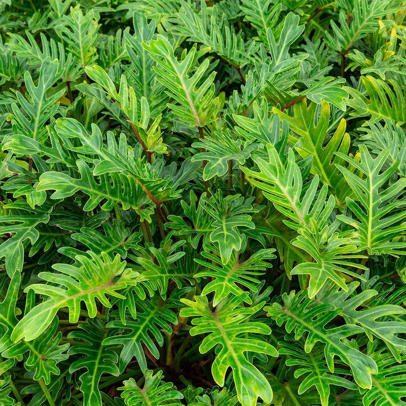 Xanadu Philodendron Xanadu Philodendron