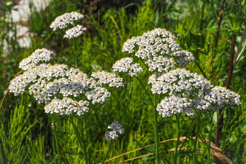 Yarrow (Achillea millefolium)