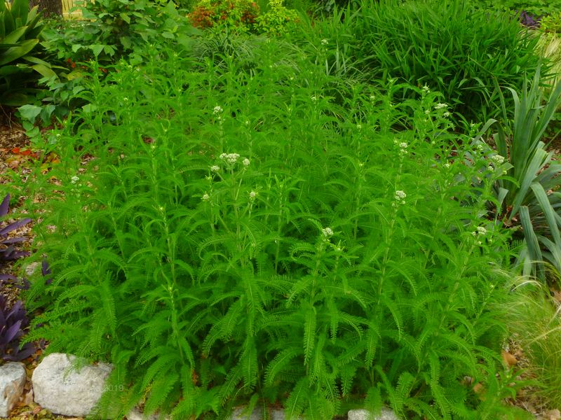 Yarrow (Achillea millefolium)