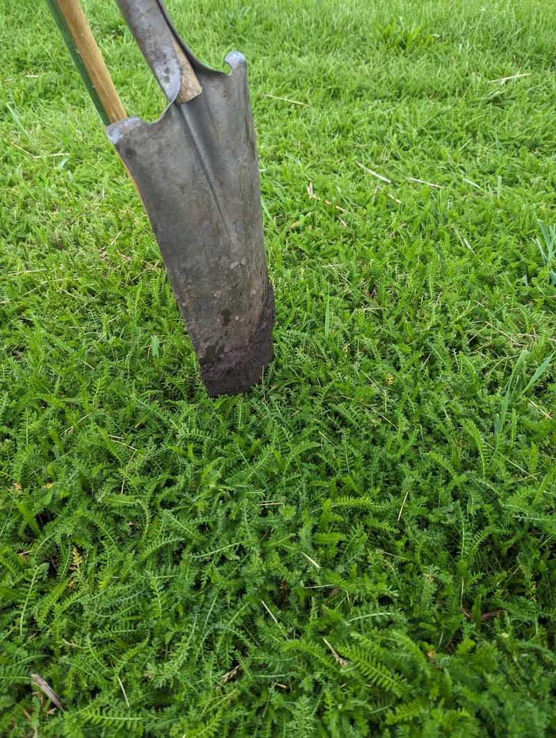 Yarrow Lawn Yarrow Lawn