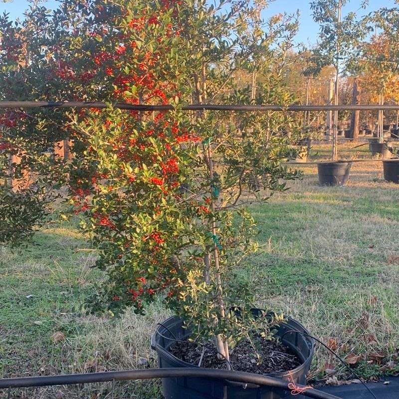 Yaupon Holly