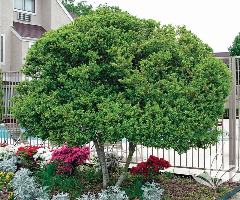 Yaupon Holly