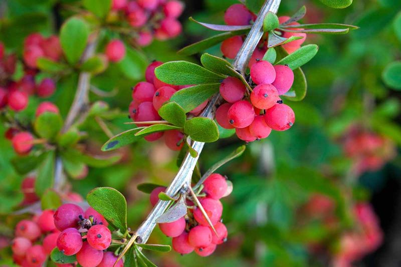 Yaupon Holly Yaupon Holly