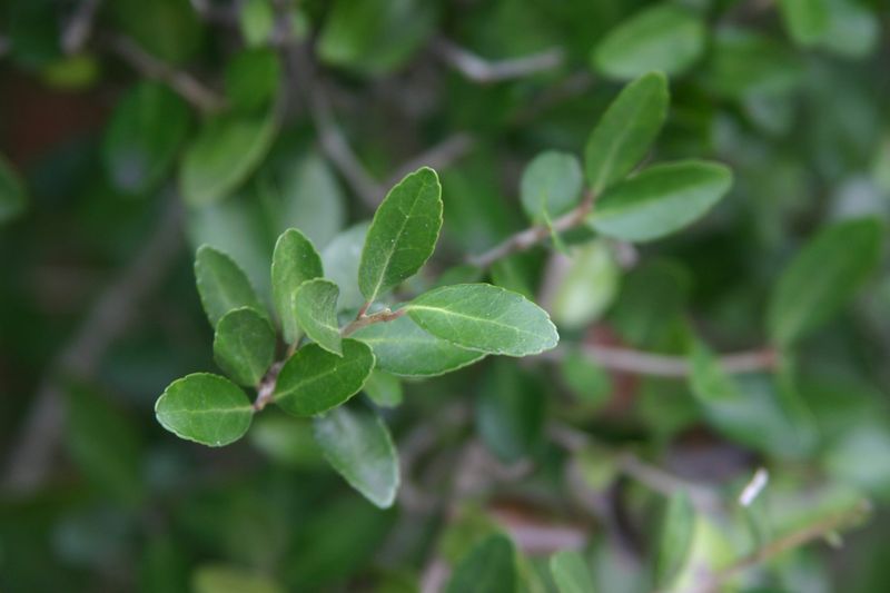 Yaupon Holly Yaupon Holly