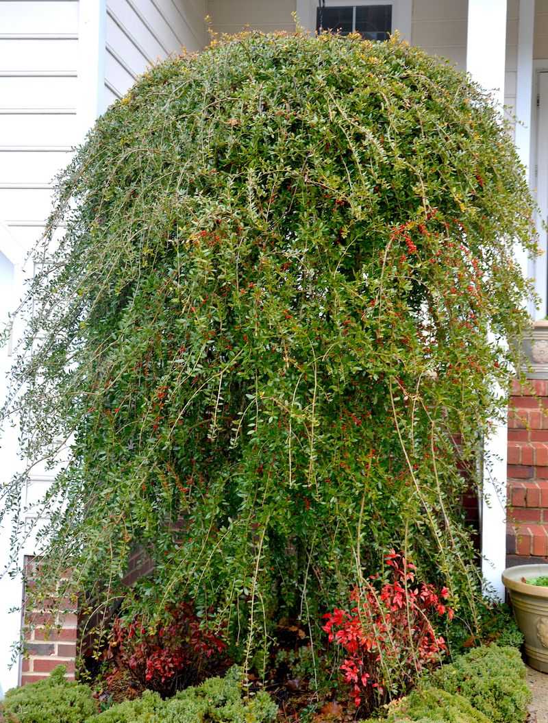 Yaupon Holly Yaupon Holly