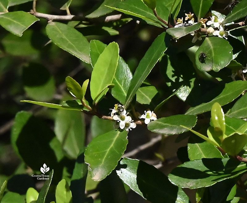 Yaupon brings a modest spring bloom