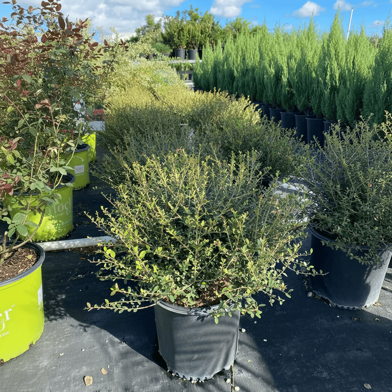 Yaupon can form a native evergreen screen