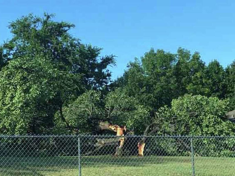 Yaupon can screen a fence, but it will not close overnight