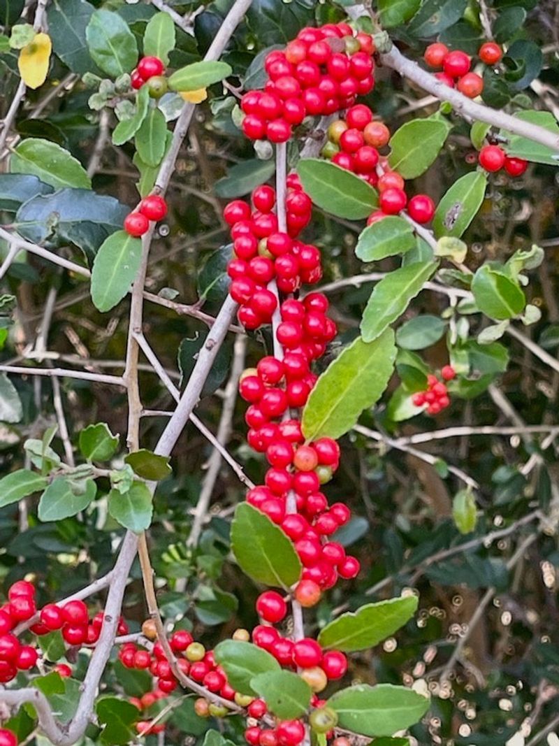 Yaupon holly