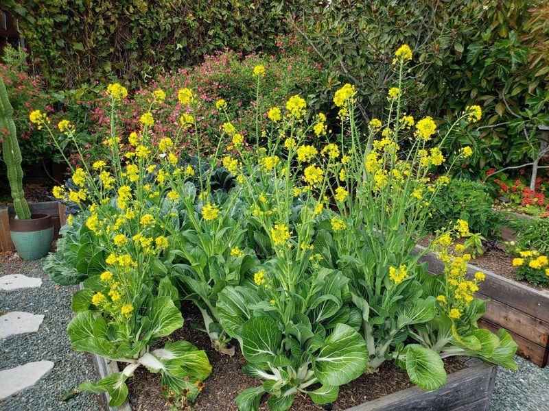 Yellow flowers mean the central head has passed its peak