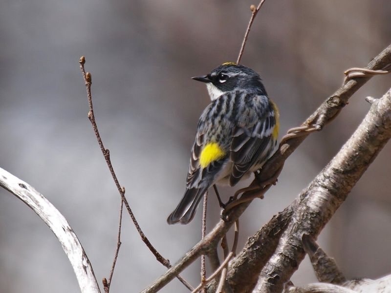 Yellow-rumped Warbler