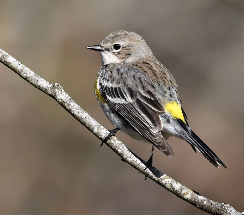 Yellow-rumped Warbler