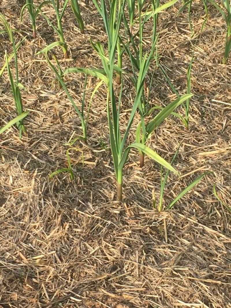 Yellow tips after a cold snap suggest stress, not a certain diagnosis