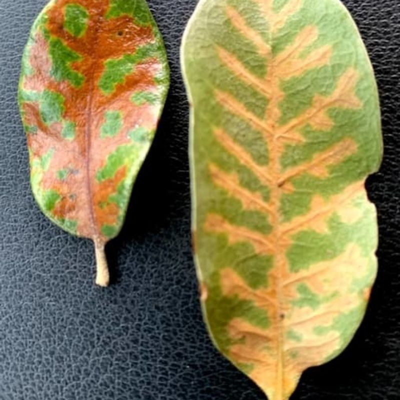 Yellow veins are a warning sign, not a diagnosis