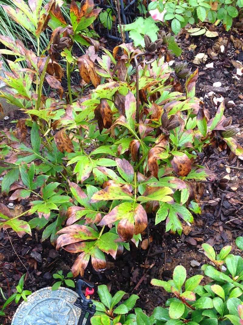 Yellowing foliage can be normal fall dieback Yellowing foliage can be normal fall dieback