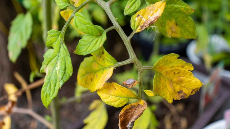 Yellowing is a symptom, not a weather diagnosis Yellowing is a symptom, not a weather diagnosis