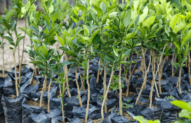 Young Trees and Tender Growth Need Closer Attention Young Trees and Tender Growth Need Closer Attention