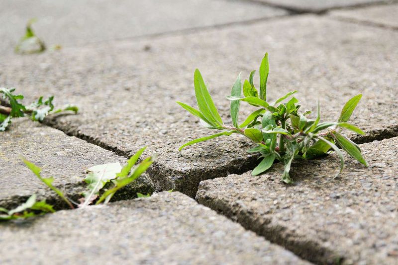 Young annual weeds are the likeliest targets Young annual weeds are the likeliest targets
