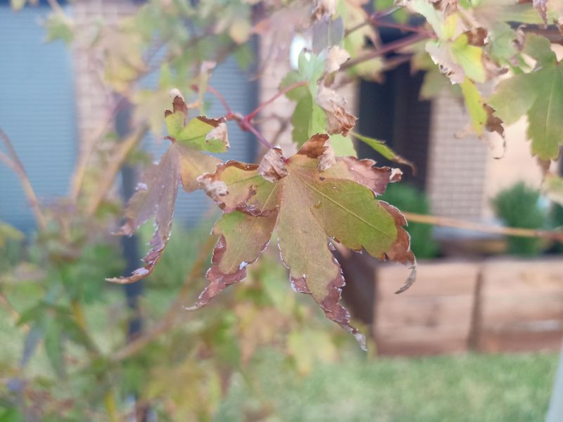 Young maples need closer checks as fall turns to winter