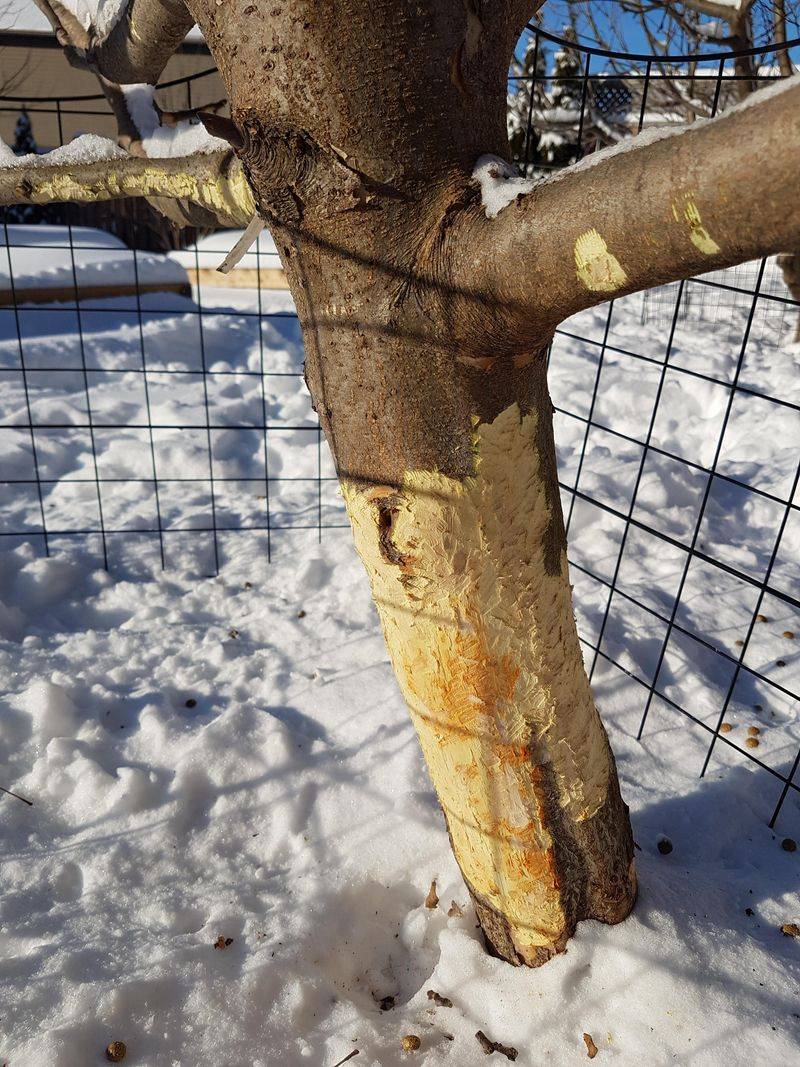 Young trees are especially vulnerable to bark damage Young trees are especially vulnerable to bark damage