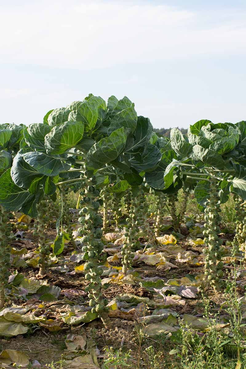 Your harvest method changes the topping decision
