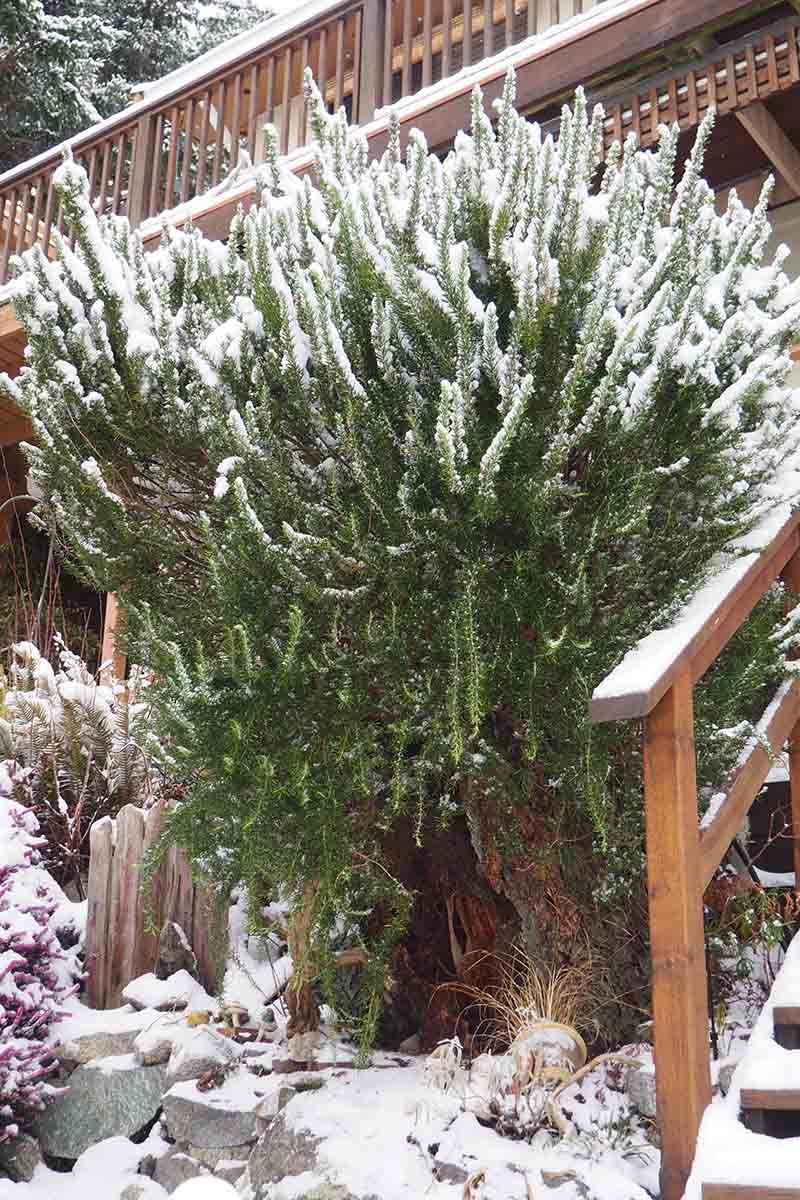 Your local cold and planting site shape the risk Your local cold and planting site shape the risk