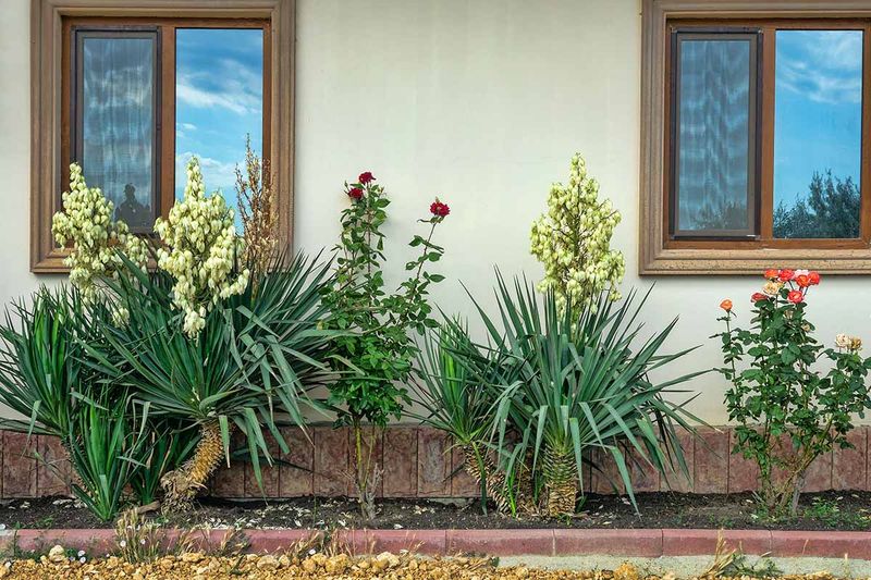 Yucca filamentosa Yucca filamentosa