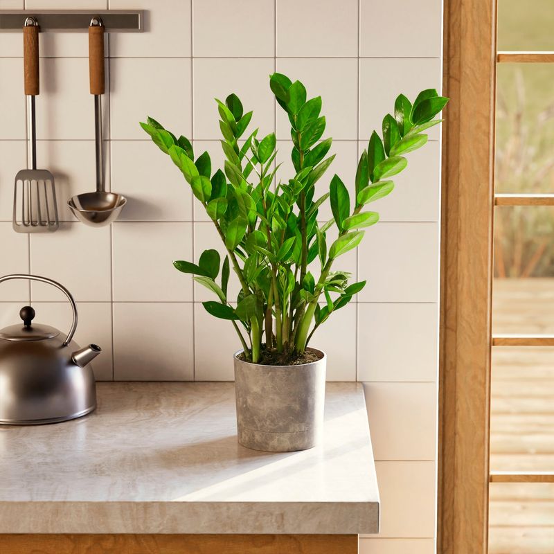 ZZ Plant