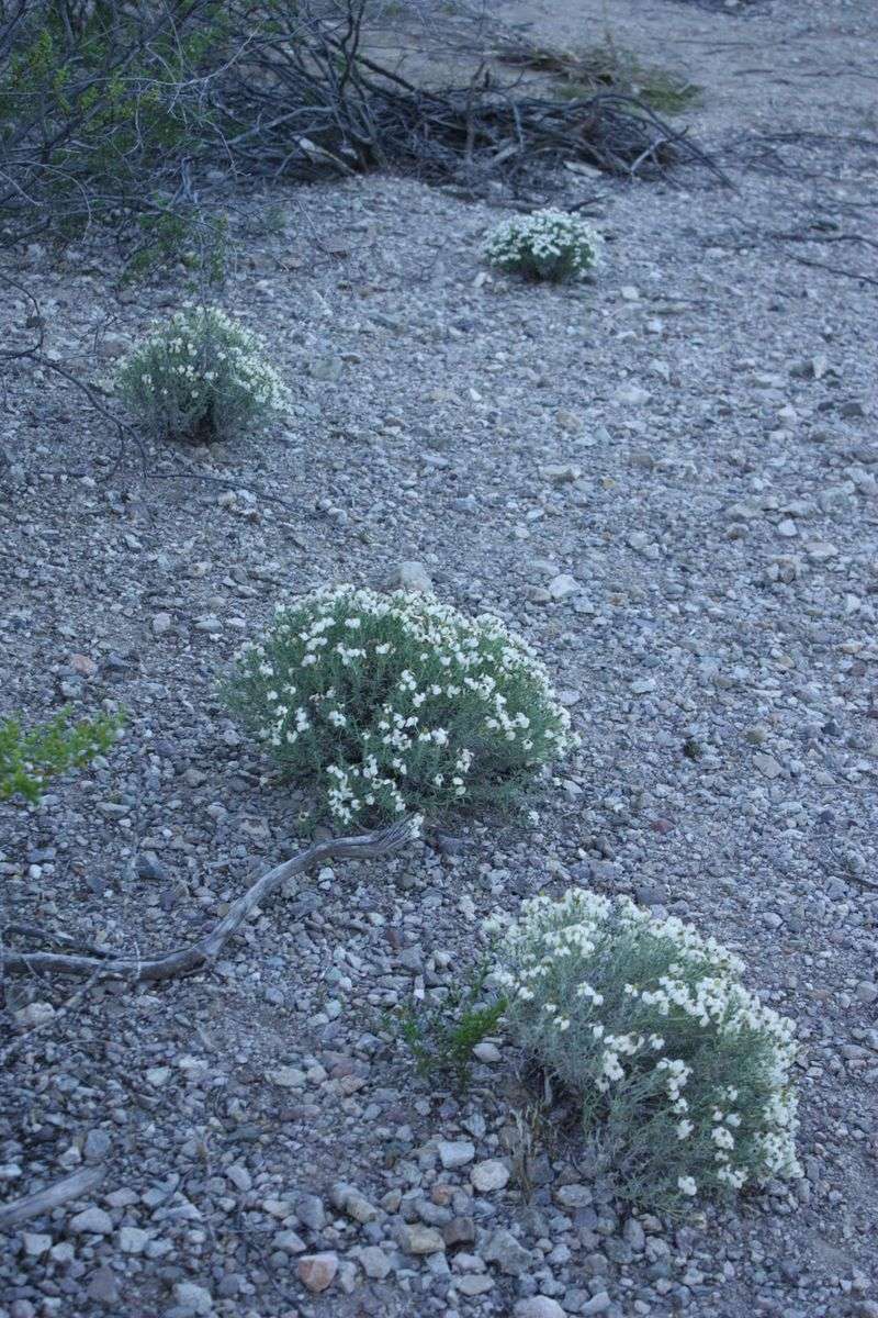 Zexmenia Alternative: White Zinnia Grandiflora Companion, Prairie Zinnia White Form