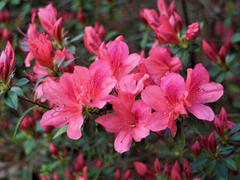 7 Florida Plants You Should Prune in October – and 5 You’ll Regret Cutting Now