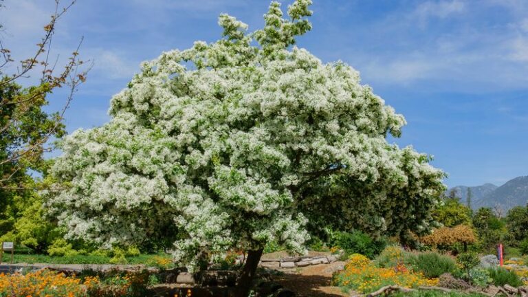 The Most Underrated North Carolina Native Tree You Can Plant This Fall