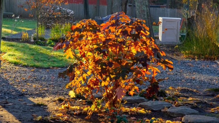 Brown, Crispy Hydrangea Leaves This Fall: What They Mean and When Watering Helps