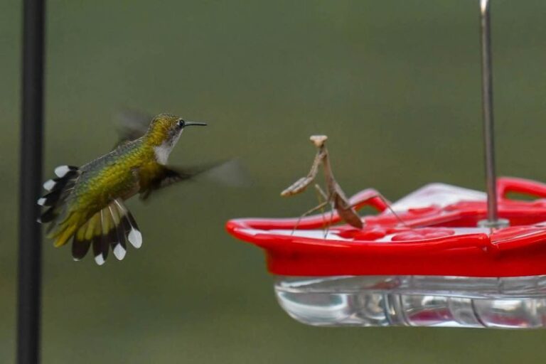 Can Mantises Catch Hummingbirds at Texas Feeders? What the Evidence Shows