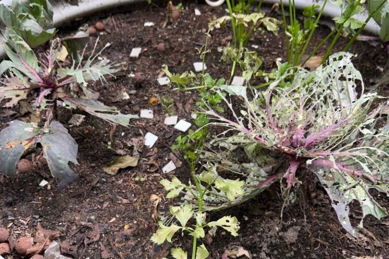 Why your fall kale leaves are covered in tiny holes and green caterpillars, and how to stop them