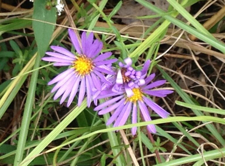 Big-Headed Aster Offers Late-Season Color in Parts of North Carolina