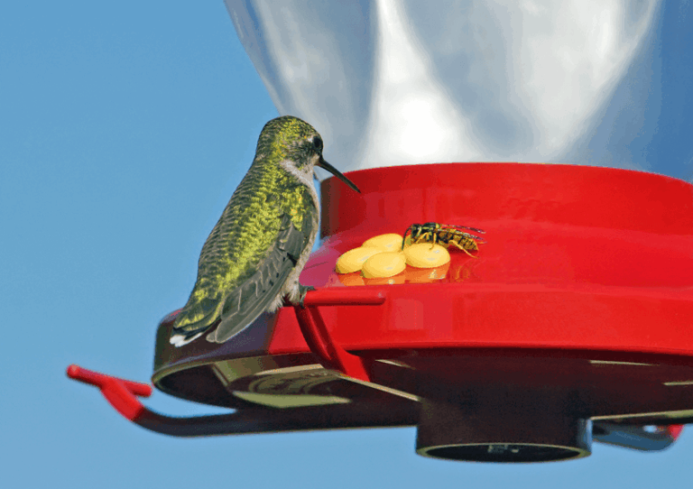 Bees and Wasps Crowding Your Hummingbird Feeder? A Saucer-Style Swap May Reduce Their Access