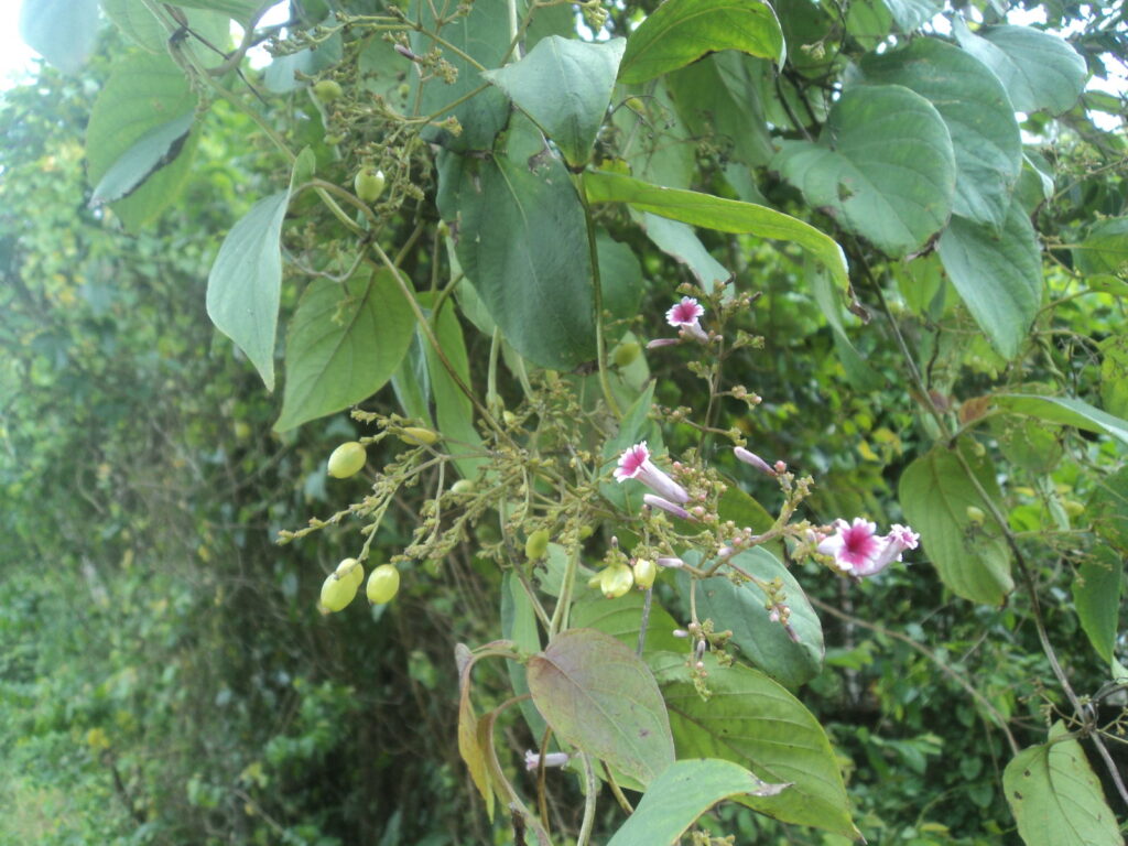 This Stinky Florida Vine Blooms Every Fall, and Spotting It Now Saves Your Trees Next Year