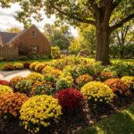 How North Carolina Mums Get a Better Chance of Returning Next Fall