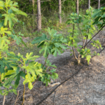 Your Fig Tree’s Harvest Is Over, but These Fall Steps Decide How Many Figs You Get Next Summer