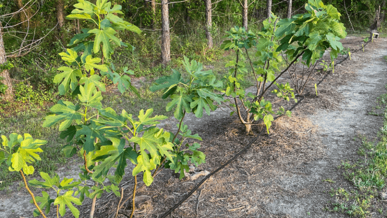 Your Fig Tree’s Harvest Is Over, but These Fall Steps Decide How Many Figs You Get Next Summer