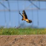 The Winter Bird That Shows Up in the Texas Panhandle and Almost Nowhere Else in the State