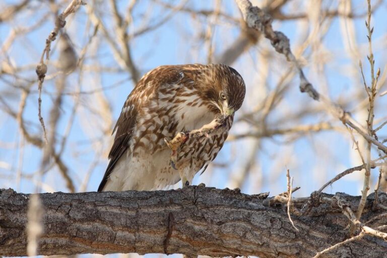 Red-Tailed Hawks May Eat Gophers, and Rat Bait Can Reach Them Through Prey
