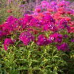 The Texas Perennials You Should Cut Back This Fall and the Ones Wildlife Needs Left Standing