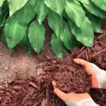 Your Hostas Bounce Back Bigger Next Spring When You Do These Two Things Before Winter