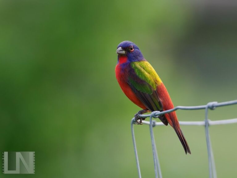 What It Really Means When a Painted Bunting Finally Shows Up in Your Central Texas Yard