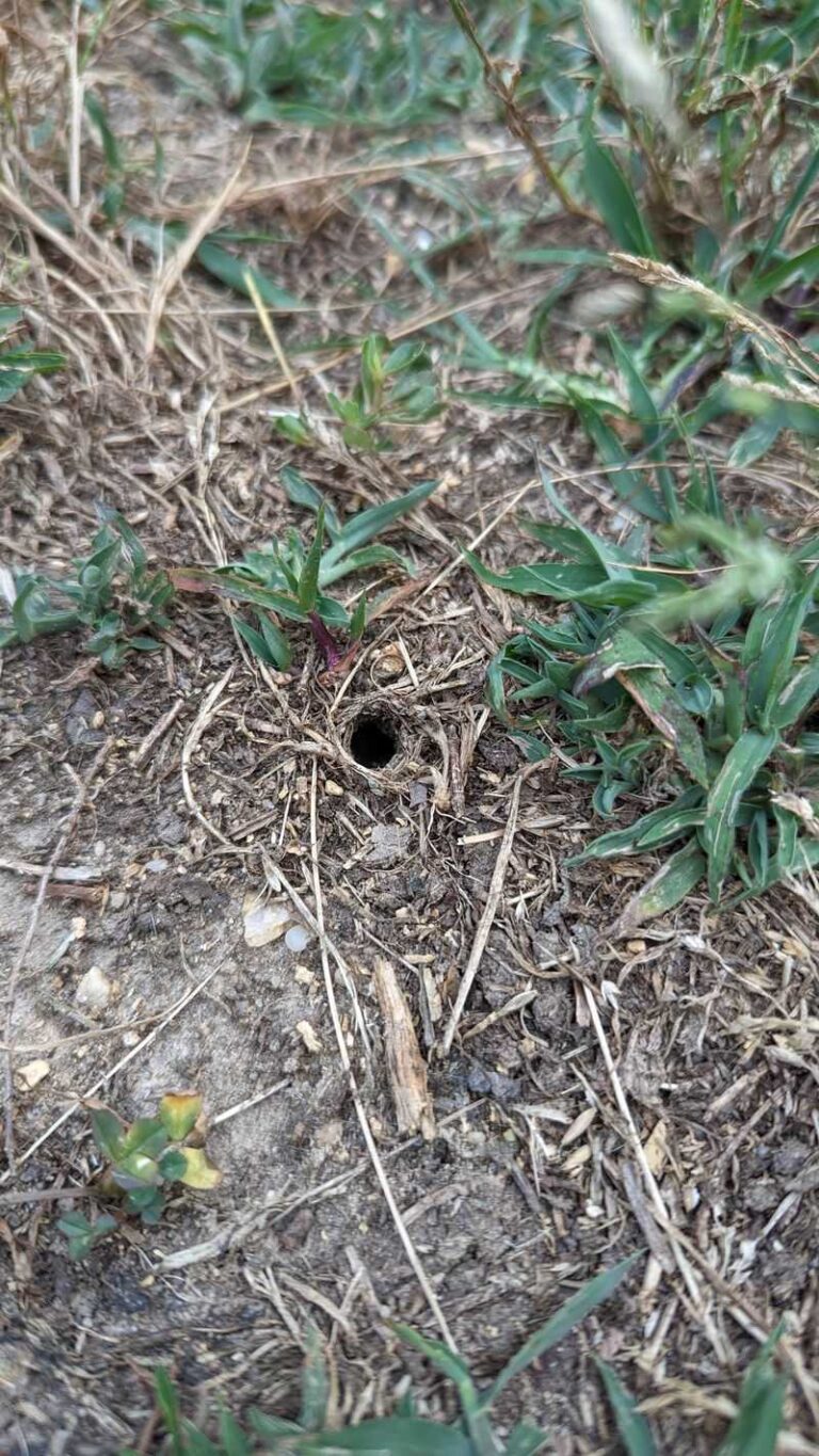 Some Lawn Wasps Can Help With Grubs, but Holes and Cicada Killers Do Not Prove a Grub Problem