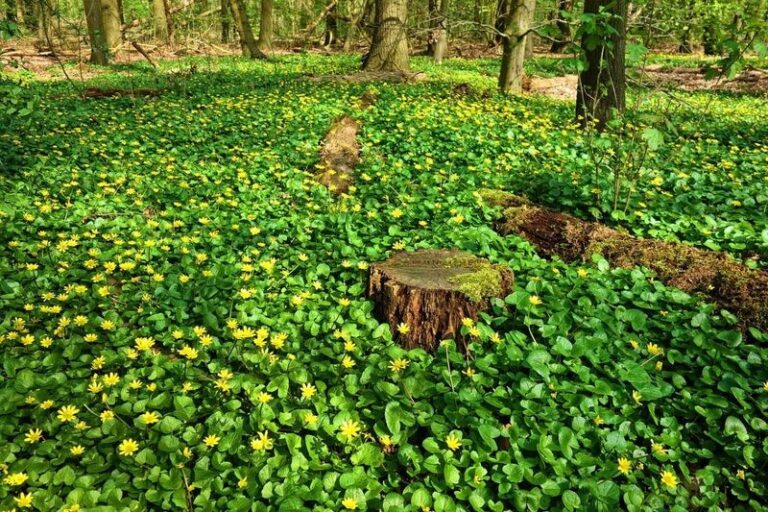 Green-and-Gold for Shady North Carolina Side Yards: A Native Groundcover Worth Planting, Not a Tick Fix