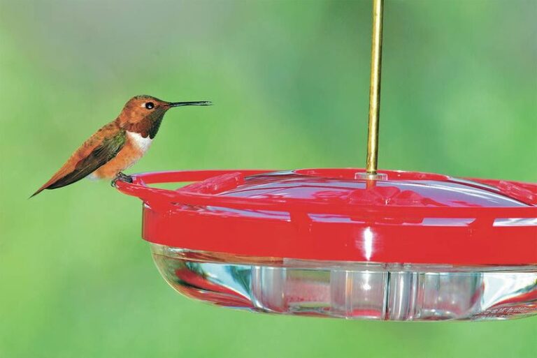 Why Early October Is Not a Reliable Statewide Cutoff for North Carolina Hummingbird Feeders