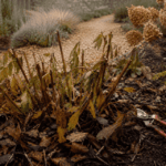 When to Cut Back Herbaceous Peonies in Fall: Timing, Cleanup, and Tree Peony Exceptions